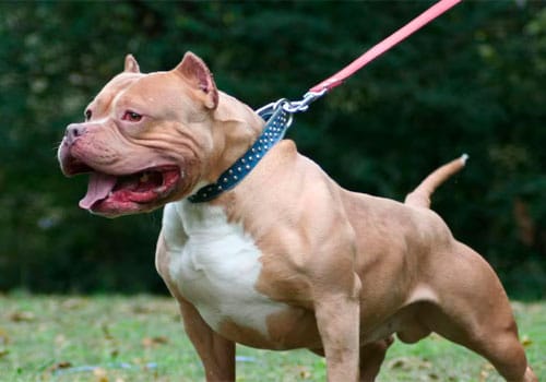 reconocimiento-médico-plasencia-animales-potencialmente-peligrosos1